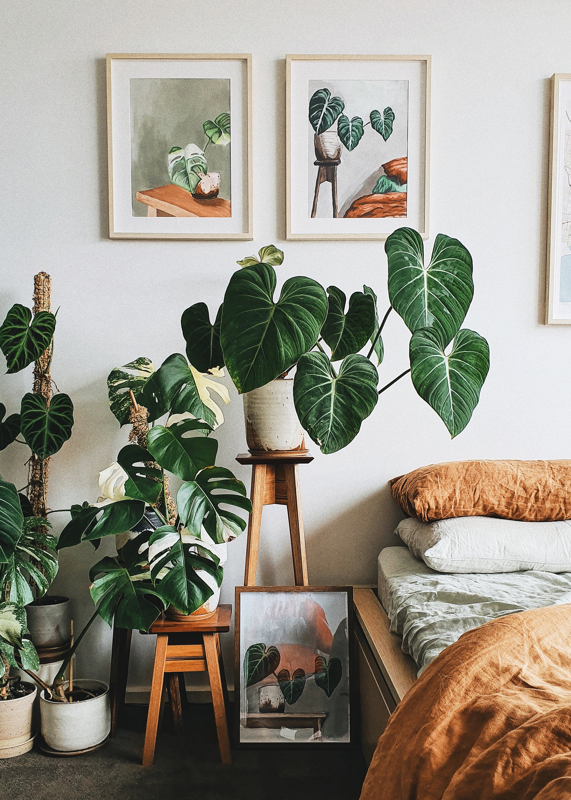 How to Air Layer Indoor Plants  Bed Threads