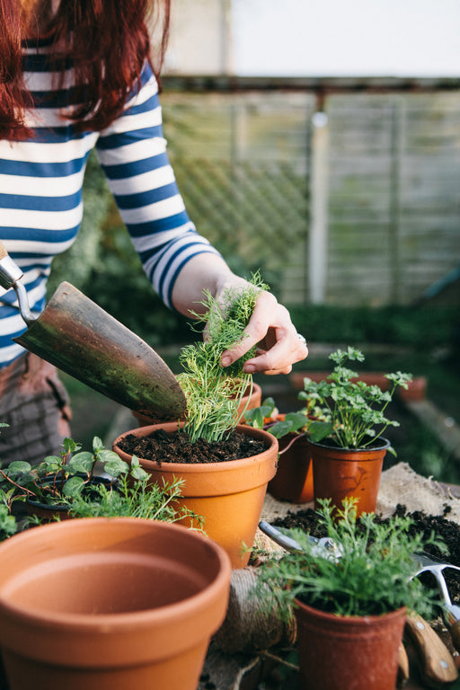 Live in an Apartment? Here's How to Start Your Own Herb Garden