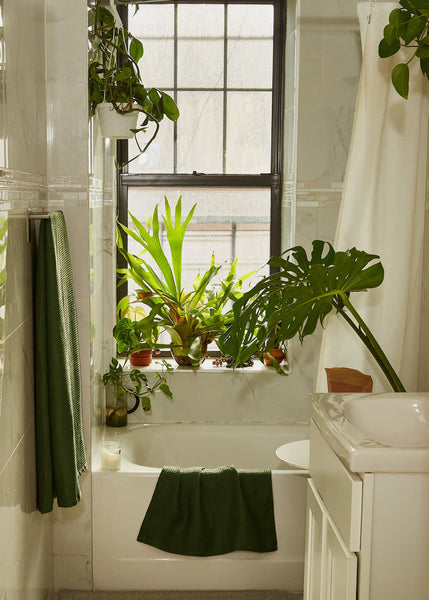 How to Start a Thriving Indoor Jungle, According to Plant Kween